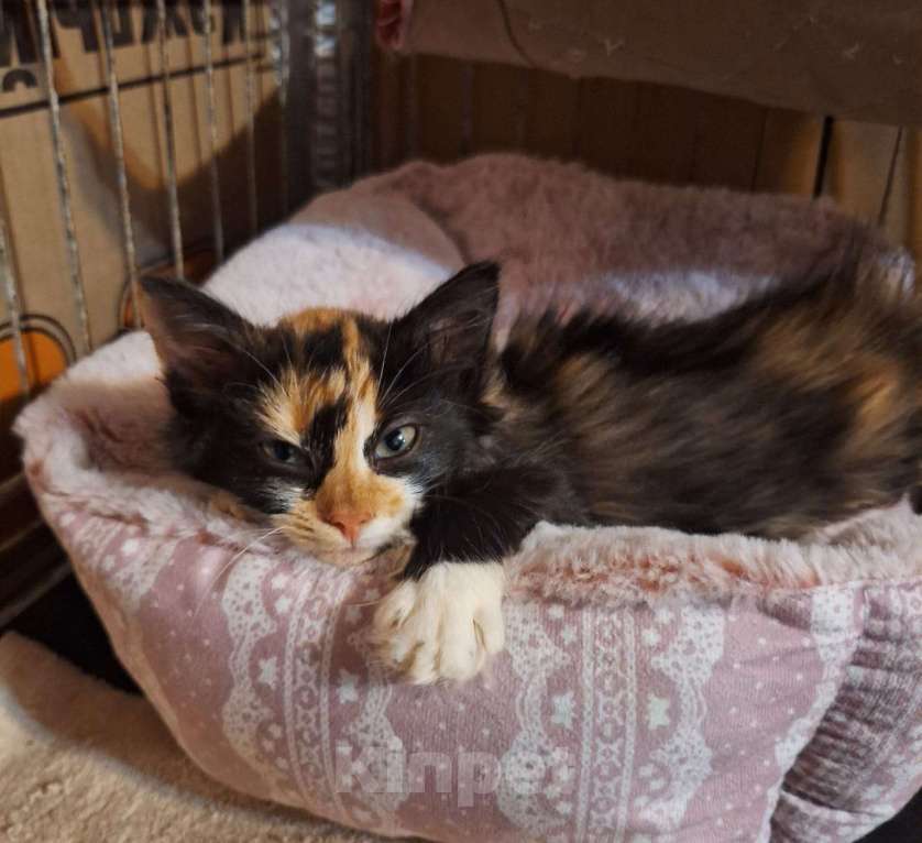 Кошки в Москве: Котёнок Фиона в добрые руки  Девочка, Бесплатно - фото 4