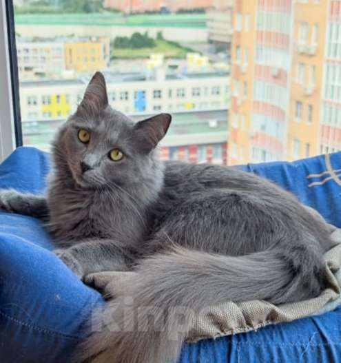 Кошки в других городах Московской области: Кошка Стефания в добрые руки Девочка, Бесплатно - фото 4