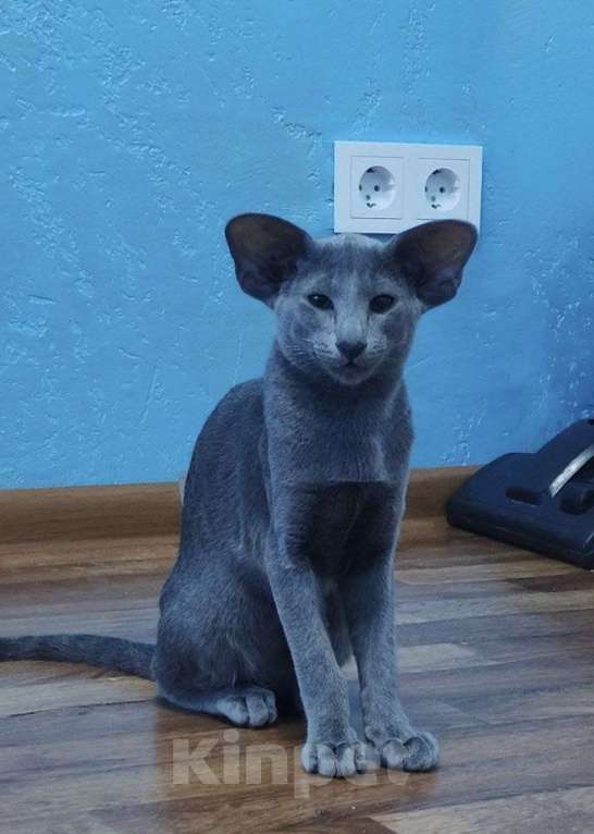 Кошки в Тюмени: Ориентальные котята  Девочка, 40 000 руб. - фото 2