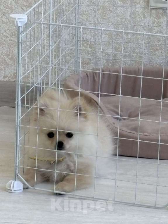 Собаки в Краснодаре: Шпиц щенок  Девочка, 35 000 руб. - фото 2