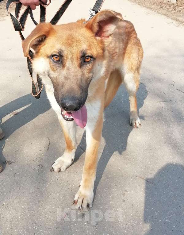 Собаки в Москве: Честеру плохо без человека Мальчик, Бесплатно - фото 3