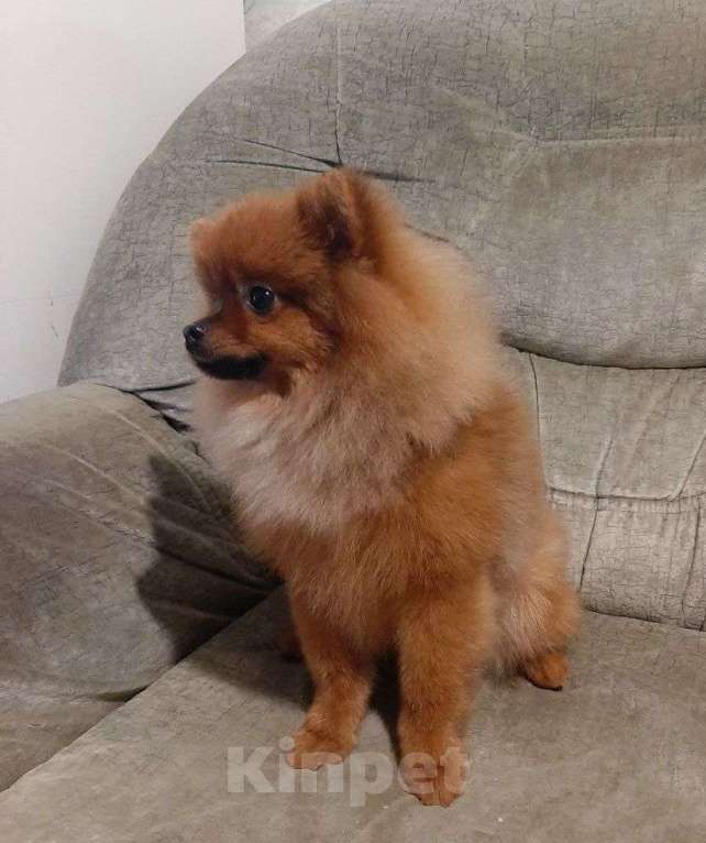 Собаки в Самаре: Шпиц Мальчик, 50 000 руб. - фото 2