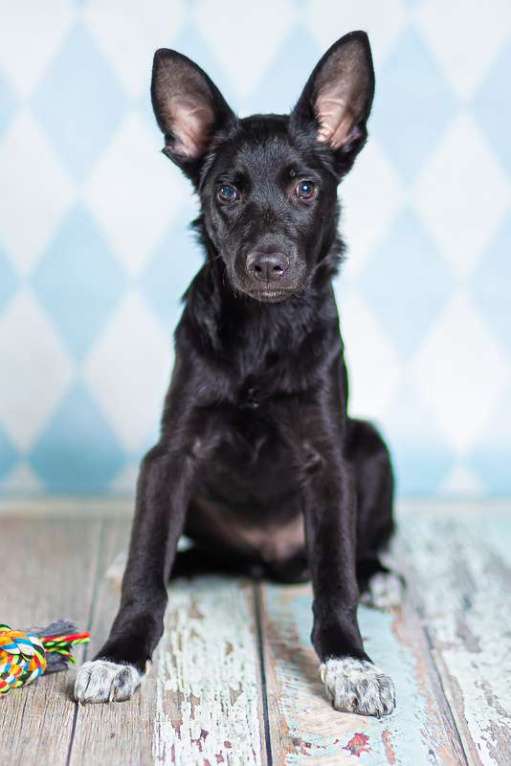 Собаки в Москве: Самый добрый щенок Лазарус — жертва жестокого обращения Мальчик, 1 руб. - фото 2