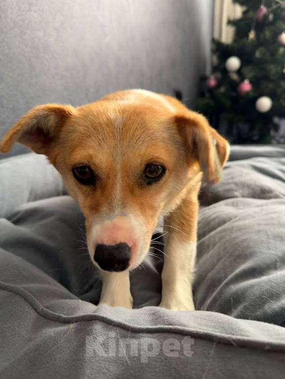 Собаки в Рузе: Бэтти в добрые руки Девочка, Бесплатно - фото 2