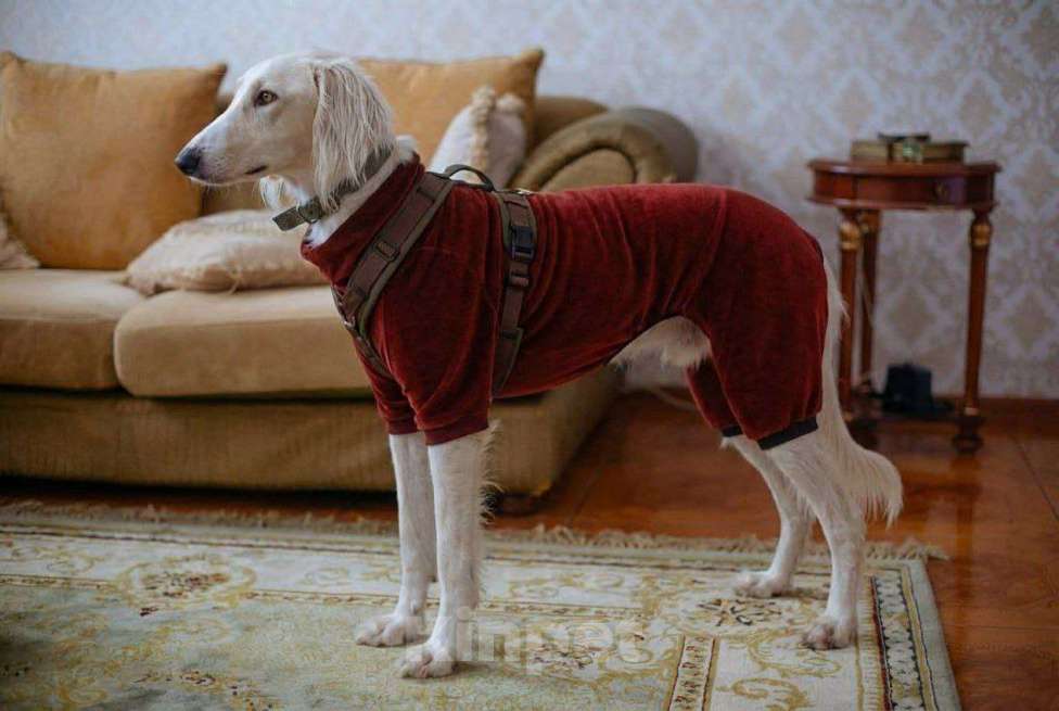 Собаки в Москве: Борзая тазы в дар в добрые руки Мальчик, Бесплатно - фото 5