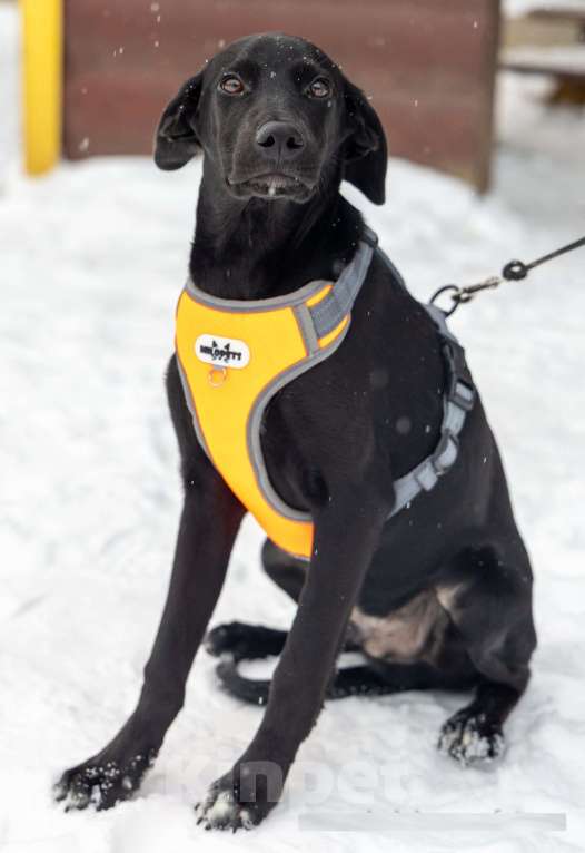 Собаки в Химках: Ищем дом изящному Лорду Мальчик, Бесплатно - фото 8