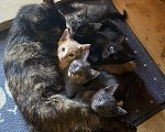 Кошки в Сочи: Котёнок  Девочка, Бесплатно - фото 3