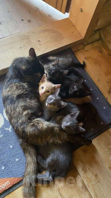 Кошки в Сочи: Котёнок  Девочка, Бесплатно - фото 3