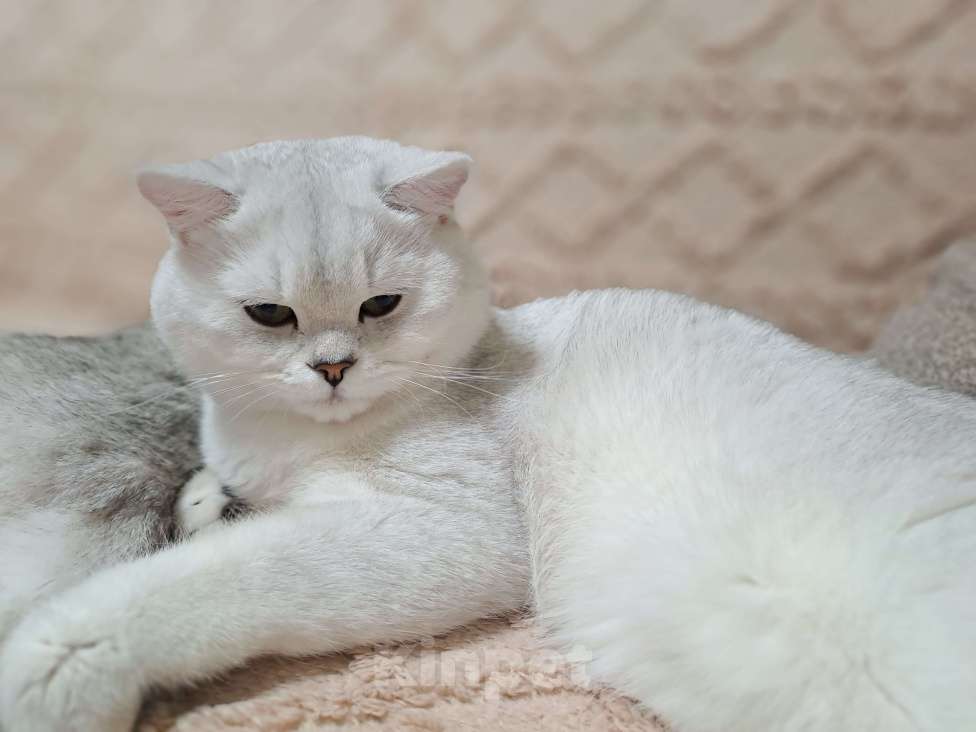 Кошки в Сочи: Шотландский кот Серебристая Шиншилла  Мальчик, 5 000 руб. - фото 1