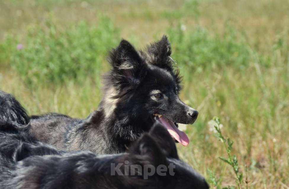 Собаки в Москве: Ненецкая оленегонная лайка. Кобель YUYDI. Мальчик, 50 000 руб. - фото 7