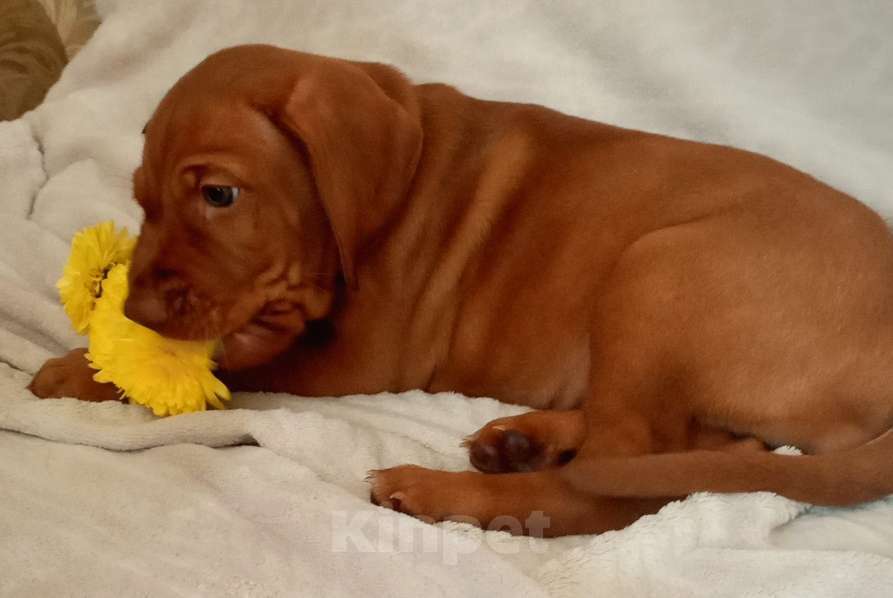 Собаки в Нижнем Новгороде: Выжла-девочка Девочка, 70 000 руб. - фото 2