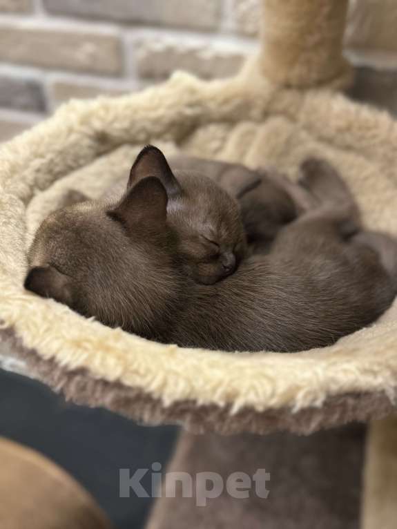 Кошки в Москве: Котенок-девочка европейская бурманская Девочка, 120 000 руб. - фото 3