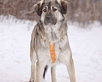 Собаки в Москве: Ласковый и добрый Сильвер в добрые руки Мальчик, Бесплатно - фото 2