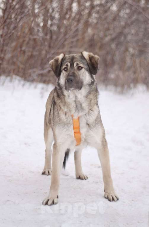 Собаки в Москве: Ласковый и добрый Сильвер в добрые руки Мальчик, Бесплатно - фото 2