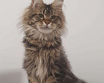 Кошки в Сочи: котята Мейн-Кун Девочка, 40 000 руб. - фото 1