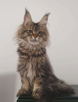Объявление: котята Мейн-Кун, 40 000 руб., Сочи