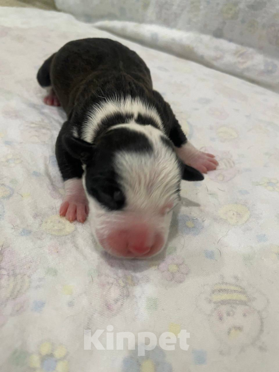 Собаки в Мурманске: Щенки стаффа, РКФ Девочка, Бесплатно - фото 5