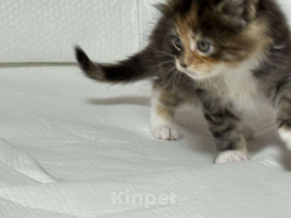 Кошки в Новосибирске: Продам кошечку Девочка, 50 000 руб. - фото 1