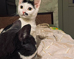 Кошки в Москве: Котенок Мэрилин Монро ищет дом Девочка, Бесплатно - фото 2