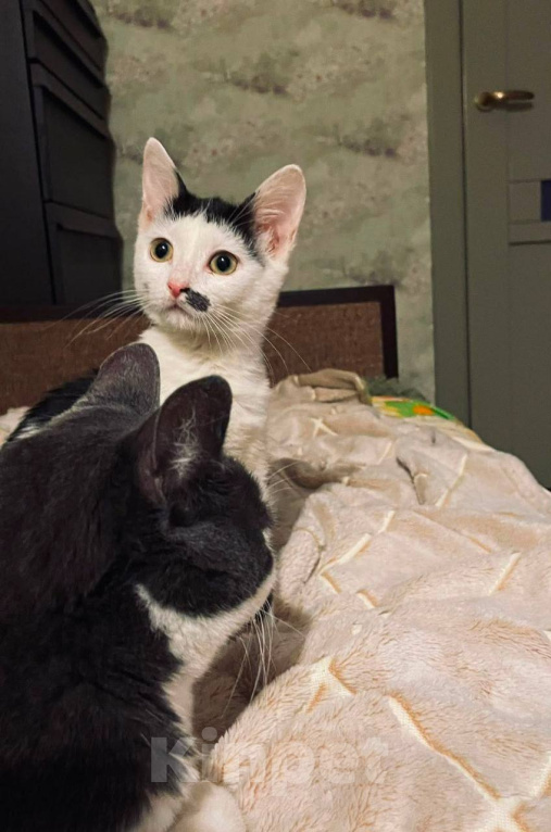 Кошки в Москве: Котенок Мэрилин Монро ищет дом Девочка, Бесплатно - фото 2