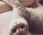 Кошки в Химках: Вязка с красивым шотландцем❤️, 2 000 руб. - фото 5