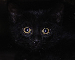 Кошки в Щекино: Котёнок девочка ищет дом  Девочка, 100 руб. - фото 3