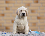 Собаки в других городах Московской области: Палевые щенки Лабрадора от Чемпиона Мира Мальчик, 90 000 руб. - фото 3
