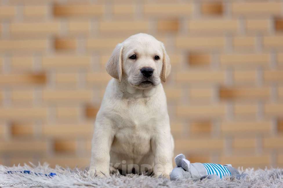 Собаки в других городах Московской области: Палевые щенки Лабрадора от Чемпиона Мира Мальчик, 90 000 руб. - фото 3
