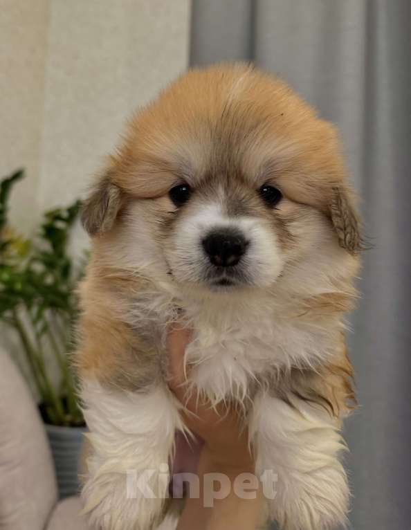 Собаки в Москве: Щенки Вельш Корги пемброк Девочка, 130 000 руб. - фото 4