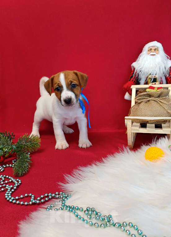 Собаки в Красноярске: Щенки Джек Рассел терьер мальчики и девочки  Мальчик, 35 000 руб. - фото 6