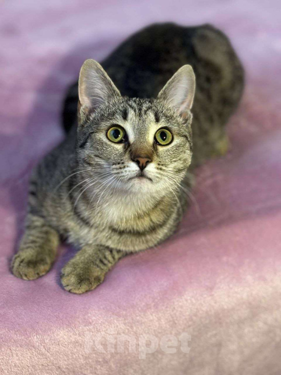 Кошки в Москве: Малышка Виталина ищет дом Девочка, Бесплатно - фото 10