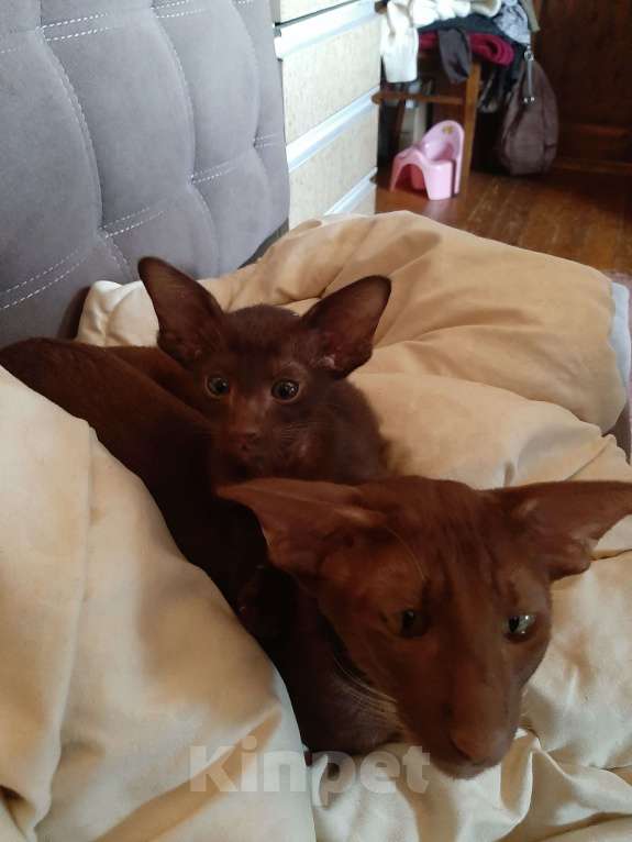 Кошки в других городах Московской области: Котики Мальчик, 25 000 руб. - фото 2