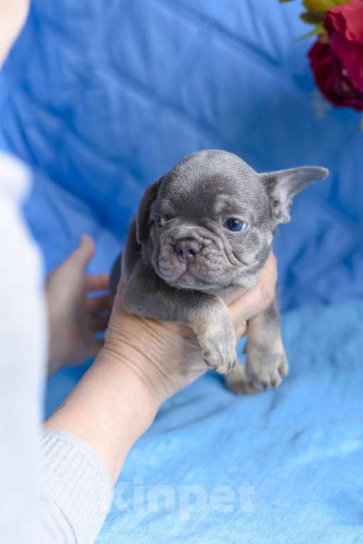 Собаки в Москве: мальчик лилак тан , документы доставка Мальчик, 80 000 руб. - фото 7