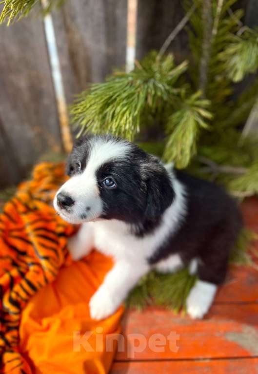 Собаки в других городах Алтайского края: Щенок Бордер Колли Мальчик, 130 000 руб. - фото 4