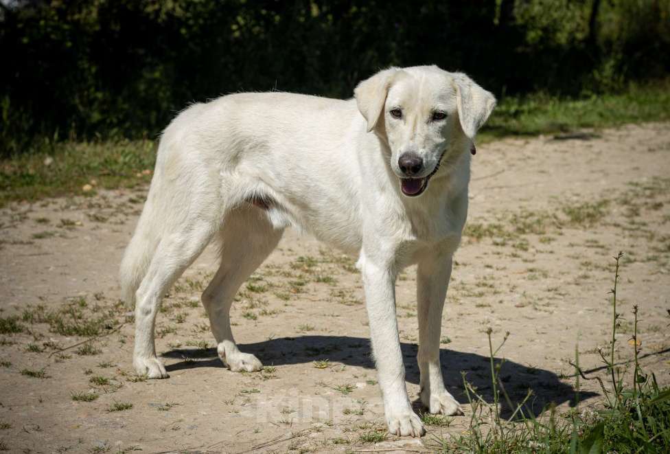 Собаки в Москве: Белый Мальчик, Бесплатно - фото 2