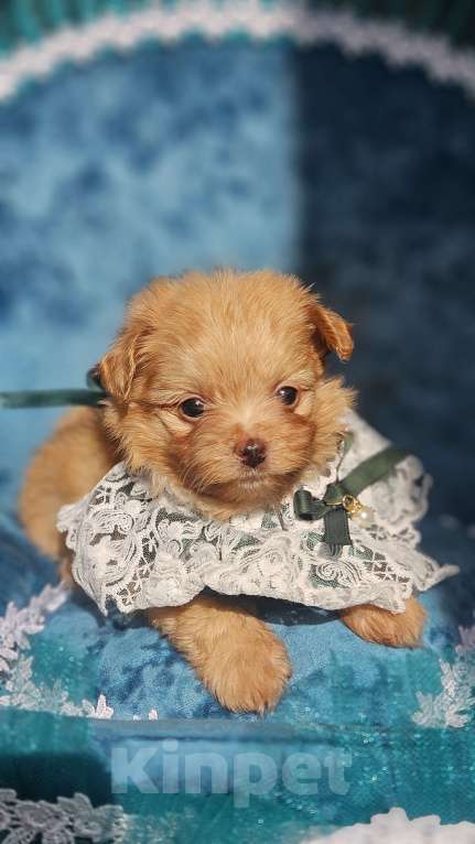 Собаки в Химках: Мальтипу мини мальчик Мальчик, 140 000 руб. - фото 6