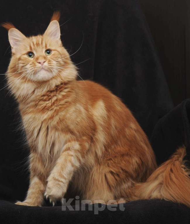 Кошки в Ливны: Кошка Мейн кун, 5 000 руб. - фото 1