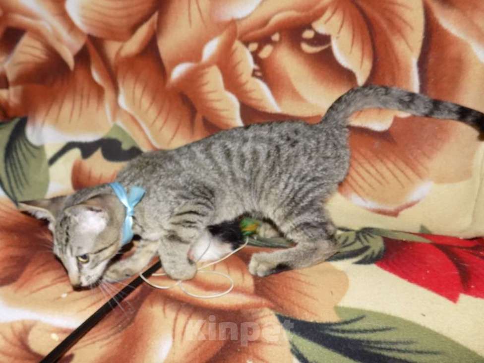 Кошки в Москве: Бенгальский мальчик интересного окраса Мальчик, 25 000 руб. - фото 2