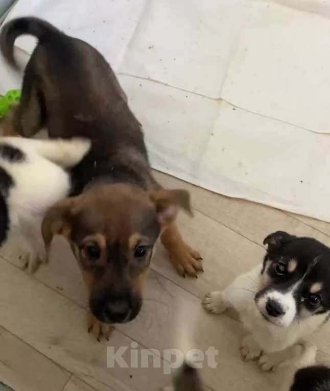 Собаки в Липецке: Щенки из приюта ищут дом Девочка, Бесплатно - фото 4