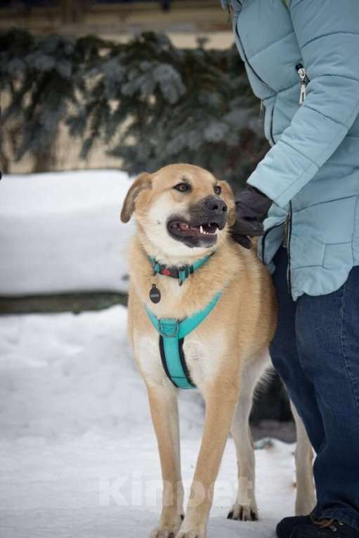 Собаки в Москве: Чудесная Барабулька ищет дом и любящую семью! Девочка, Бесплатно - фото 8