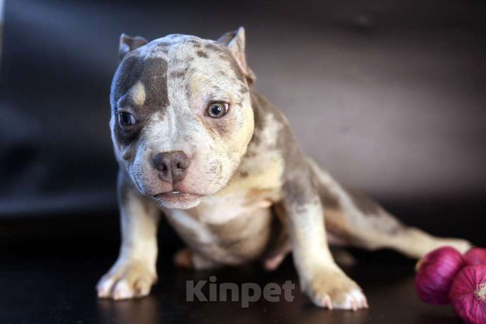 Собаки в Всеволожске: ММ ДАЛМОР ВИНТАЖ Мальчик, Бесплатно - фото 2