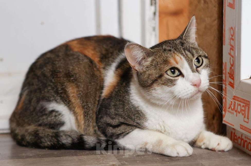 Кошки в Москве: Тургеневская потеряша в центре Девочка, Бесплатно - фото 2