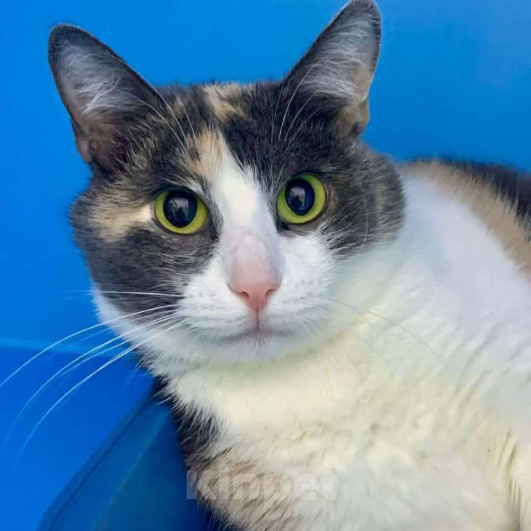 Кошки в Москве: Лапушку никто не замечает Девочка, Бесплатно - фото 5