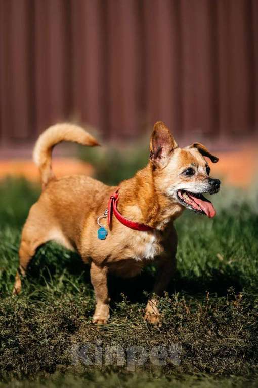 Собаки в Москве: собака Коко Шанель ищет дом Девочка, Бесплатно - фото 9