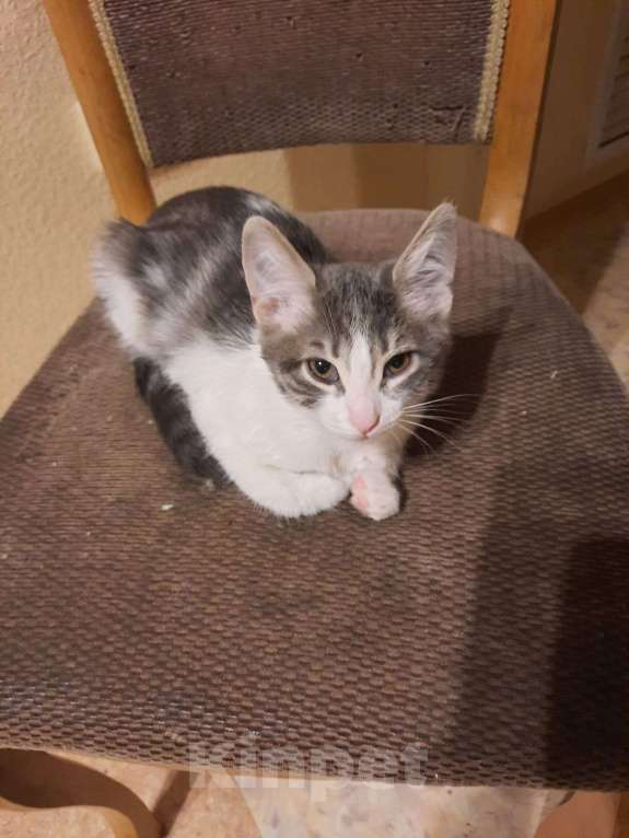 Кошки в Ростове-на-Дону: Отдам бесплатно котят Мальчик, Бесплатно - фото 6