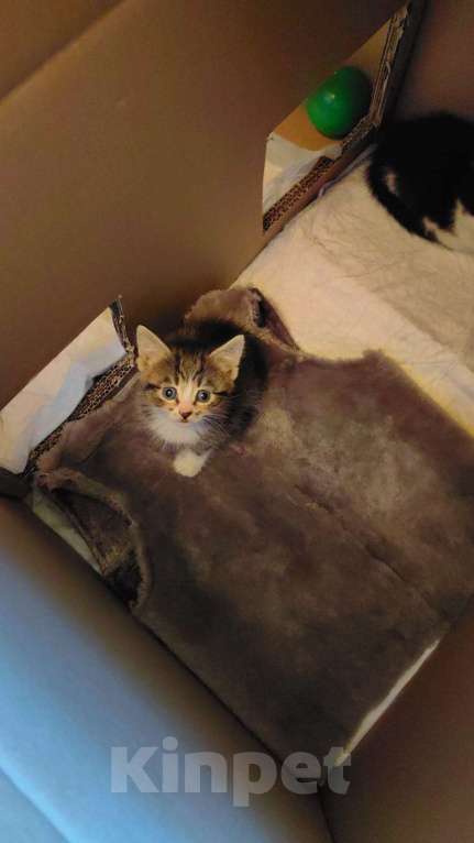 Кошки в Санкт-Петербурге: Серый Мальчик, Бесплатно - фото 2