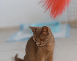 Кошки в Химках: Малышка ищет семью Девочка, Бесплатно - фото 2