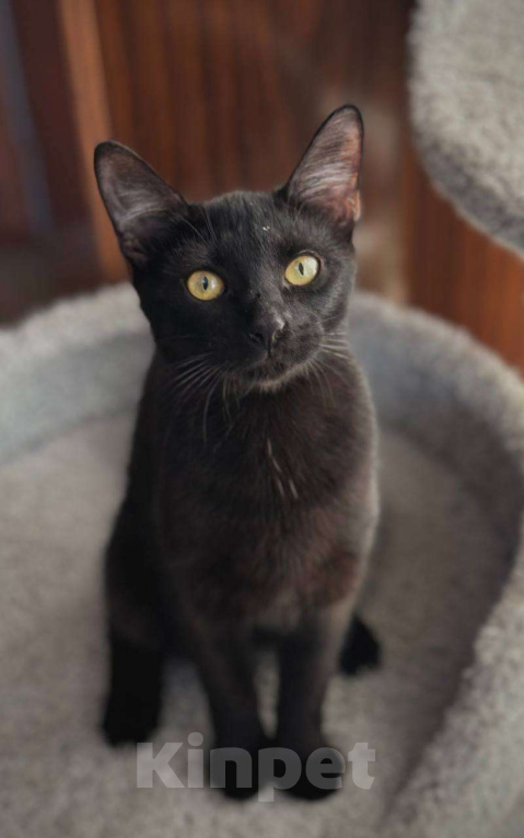 Кошки в Санкт-Петербурге: Багира ищет дом! Девочка, Бесплатно - фото 3