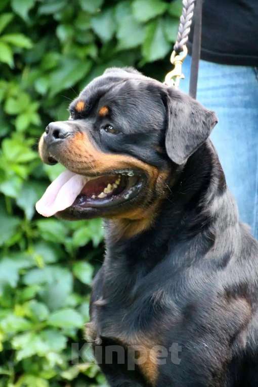 Собаки в Иркутске: Щенки ротвейлера Разнополые, Бесплатно - фото 2