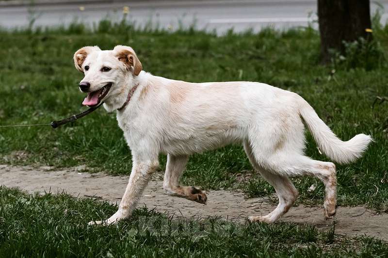 Собаки в Москве: Щенок от мамы лабрадора в добрые руки Девочка, Бесплатно - фото 4